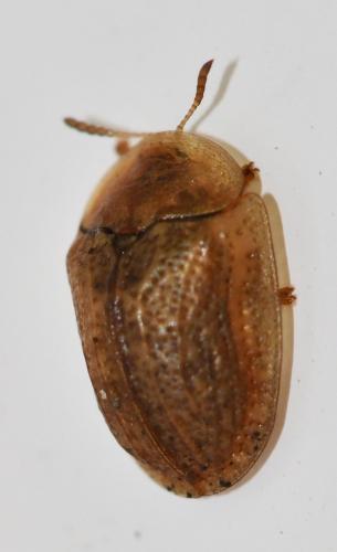 Réf. 280 009 : Hypocassida subferruginea